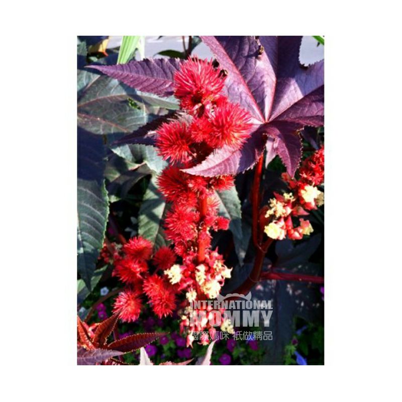 Naissance 英國Naissance有機冷榨蓖麻油250ml 海外本土原版