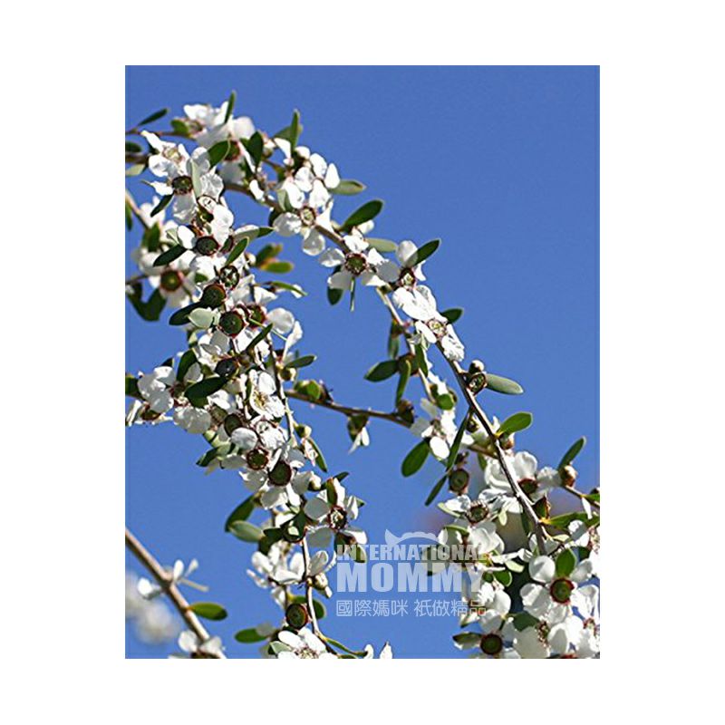 Naissance 英國Naissance純天然茶樹精油30ml 海外本土原版