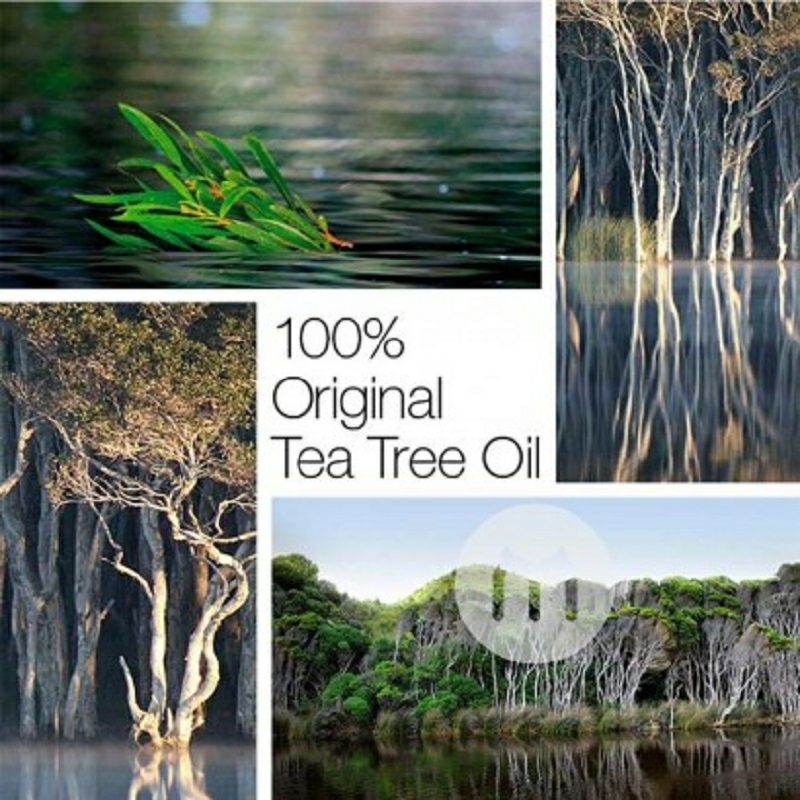 Australian Bodycare 澳洲Australian Bodycare茶樹油溫和爽膚水 海外本土原版