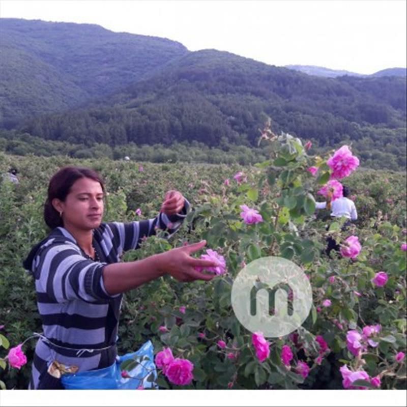 StarRider Elements 德國StarRider Elements有機玫瑰水100ml 海外本土原版